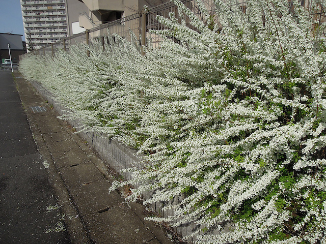 f:id:haruusagi_kyo:20210322185313j:plain