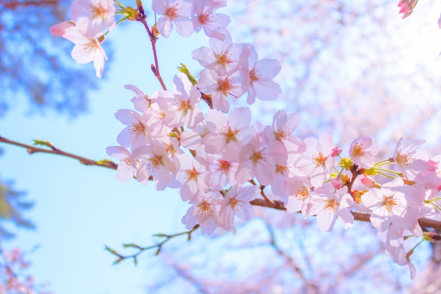f:id:haruusagi_kyo:20220331184656j:plain