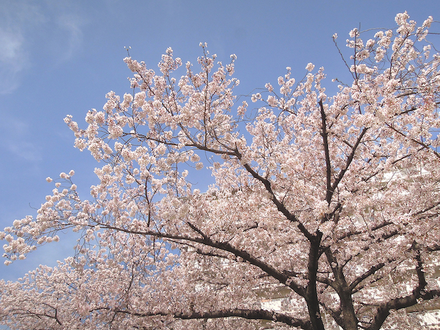f:id:haruusagi_kyo:20220410174433j:plain