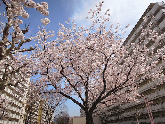 f:id:haruusagi_kyo:20220410174445j:plain