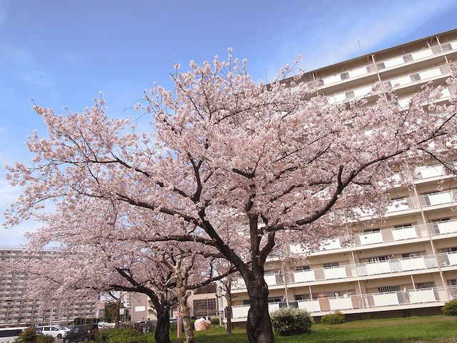 f:id:haruusagi_kyo:20220410174458j:plain