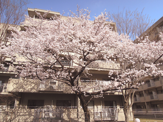f:id:haruusagi_kyo:20220410174514j:plain