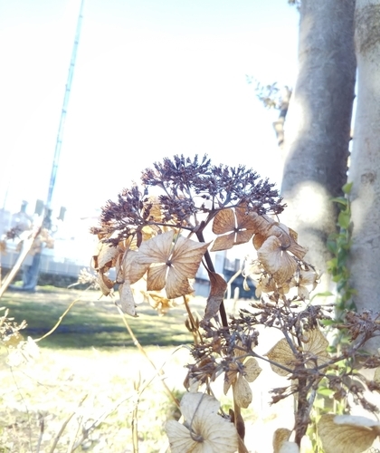 f:id:haruvera:20200212174235j:plain f:id:haruvera:20200212174235j:plain