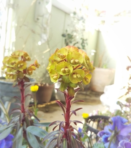 ユーフォルビアブラックバード 成長ふりかえり On The Veranda