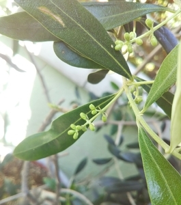f:id:haruvera:20200516151229j:plain f:id:haruvera:20200516151229j:plain