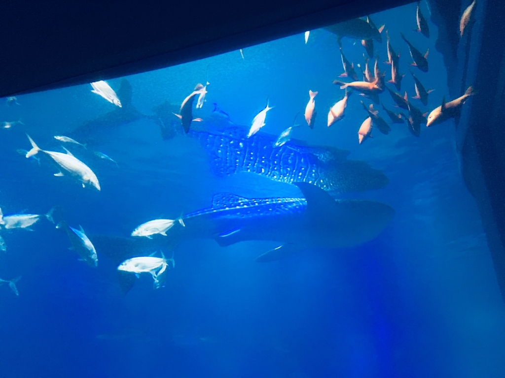 f:id:haruyamaggot:20190113114729j:plain f:id:haruyamaggot:20190113114729j:plain