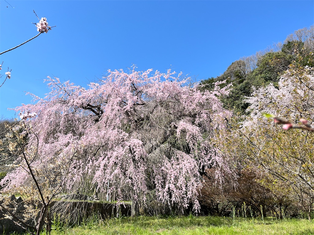 f:id:haruyo11:20250401130256j:image f:id:haruyo11:20250401130256j:image