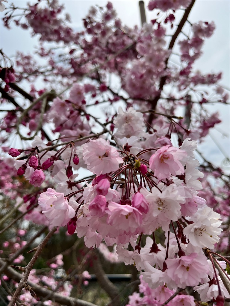 f:id:haruyo11:20250405202037j:image f:id:haruyo11:20250405202037j:image
