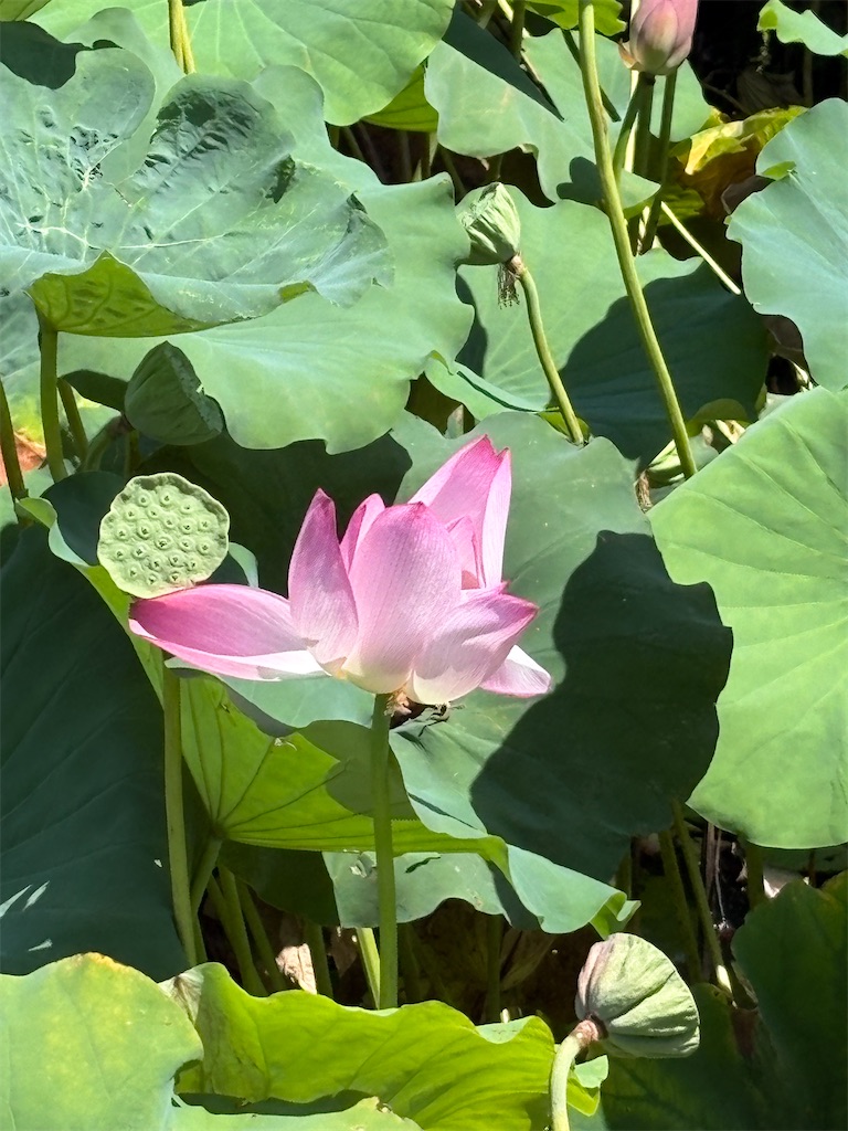 f:id:haruyo11:20260819180116j:image