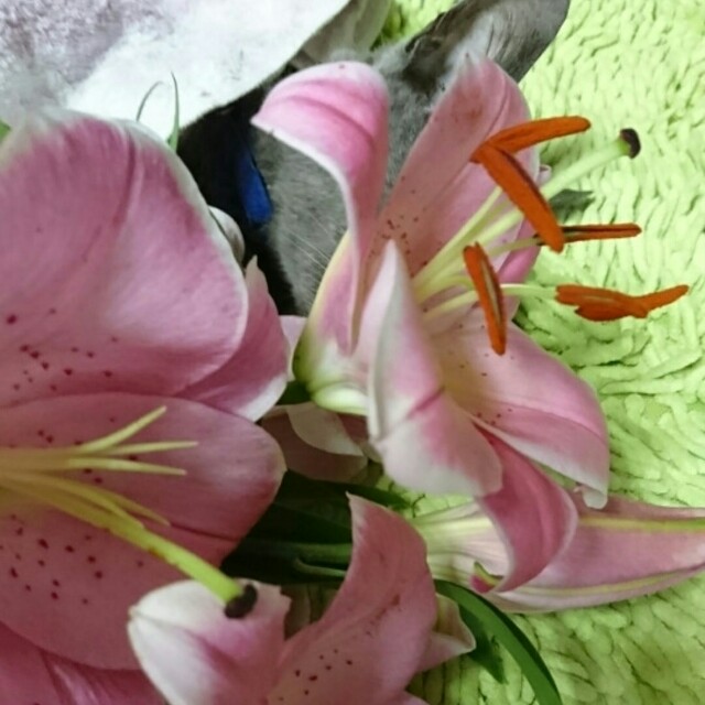 f:id:haruyukawata:20190210141619j:image