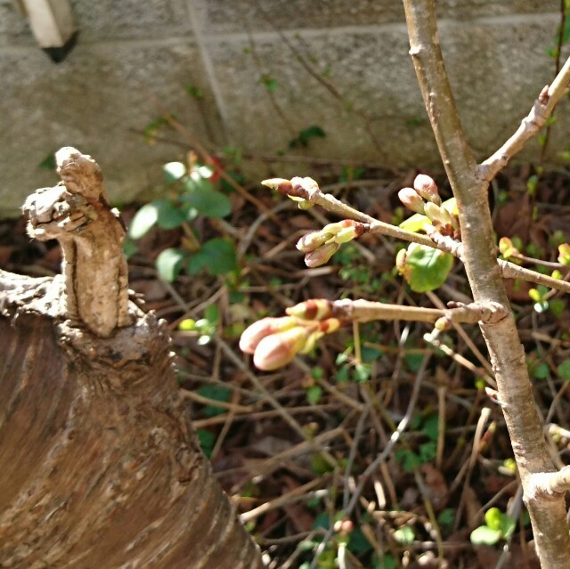f:id:haruyukawata:20190314092925j:image