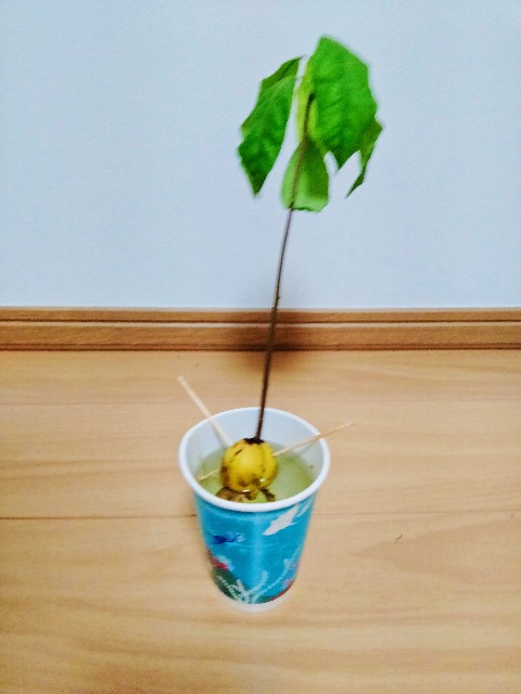 f:id:haruyutakablog:20230824201518j:image