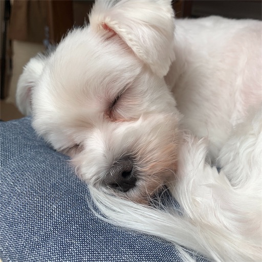 f:id:haruzen:20190810122030j:plain