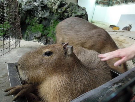 f:id:harvester:20110506032120j:image f:id:harvester:20110506032120j:image