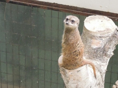 f:id:harvester:20110506032122j:image f:id:harvester:20110506032122j:image