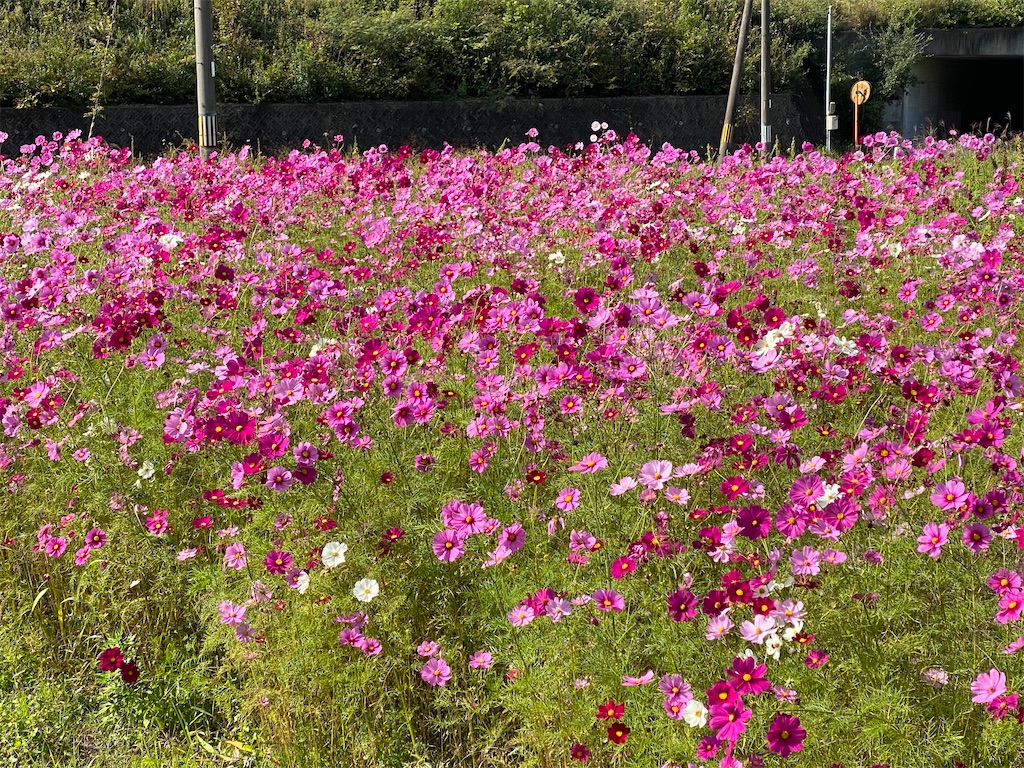 f:id:haschan:20201021132642j:image