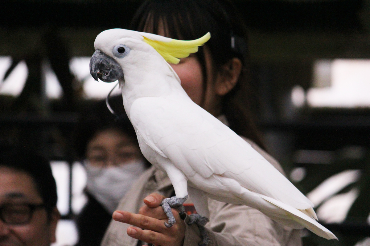 f:id:hase2:20200402030702j:plain