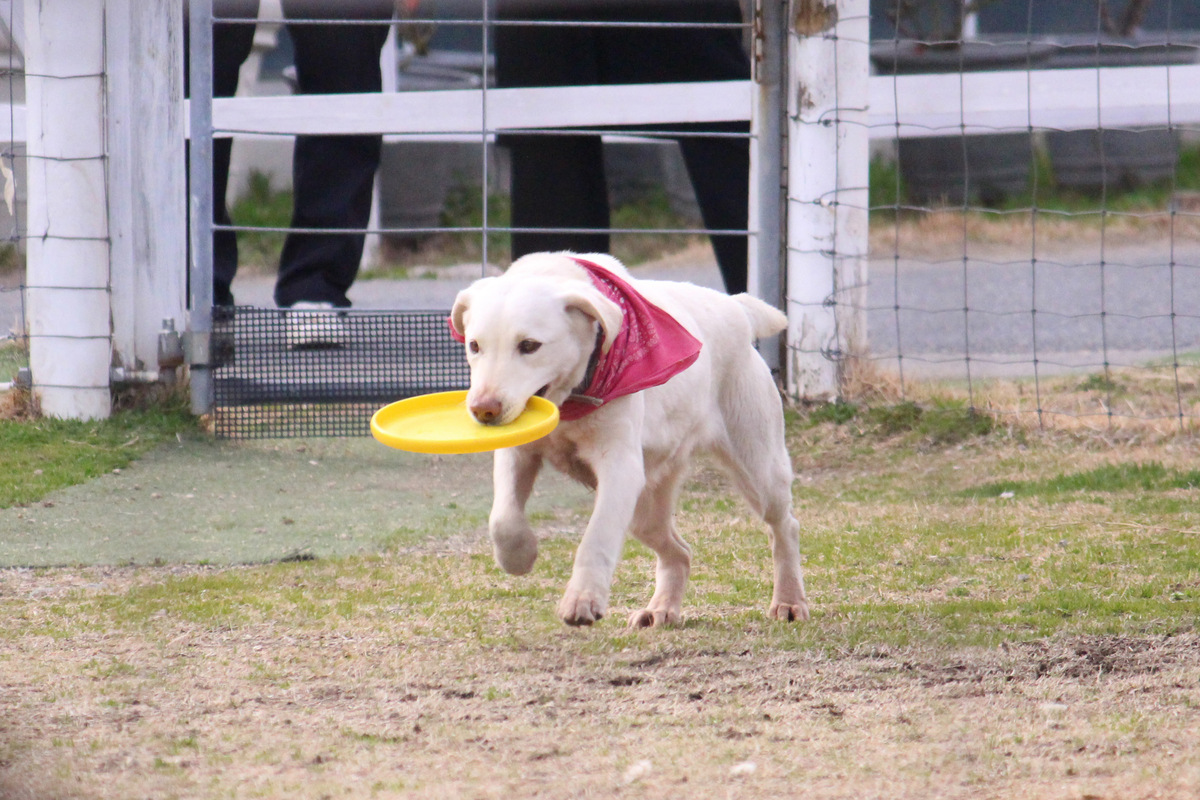 f:id:hase2:20200402043435j:plain
