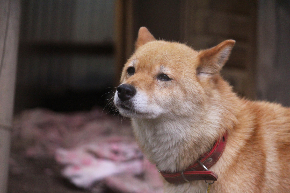 f:id:hase2:20200428021419j:plain