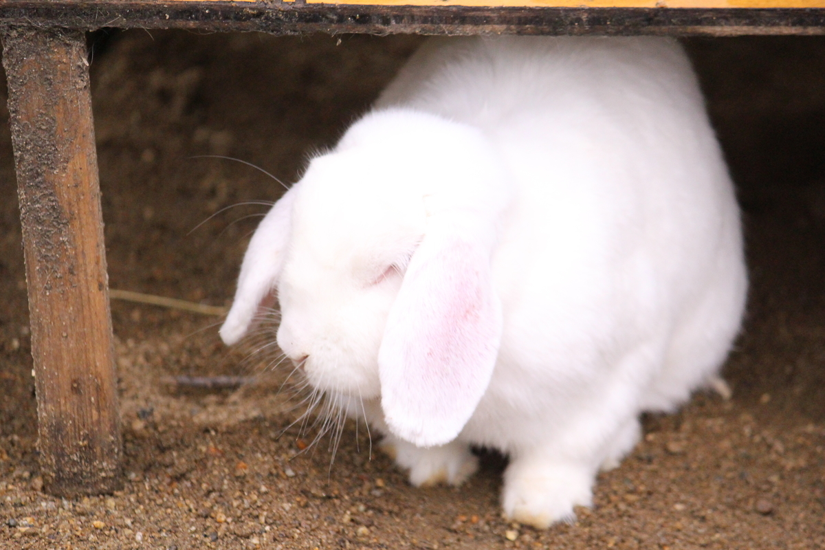 f:id:hase2:20200429013358j:plain