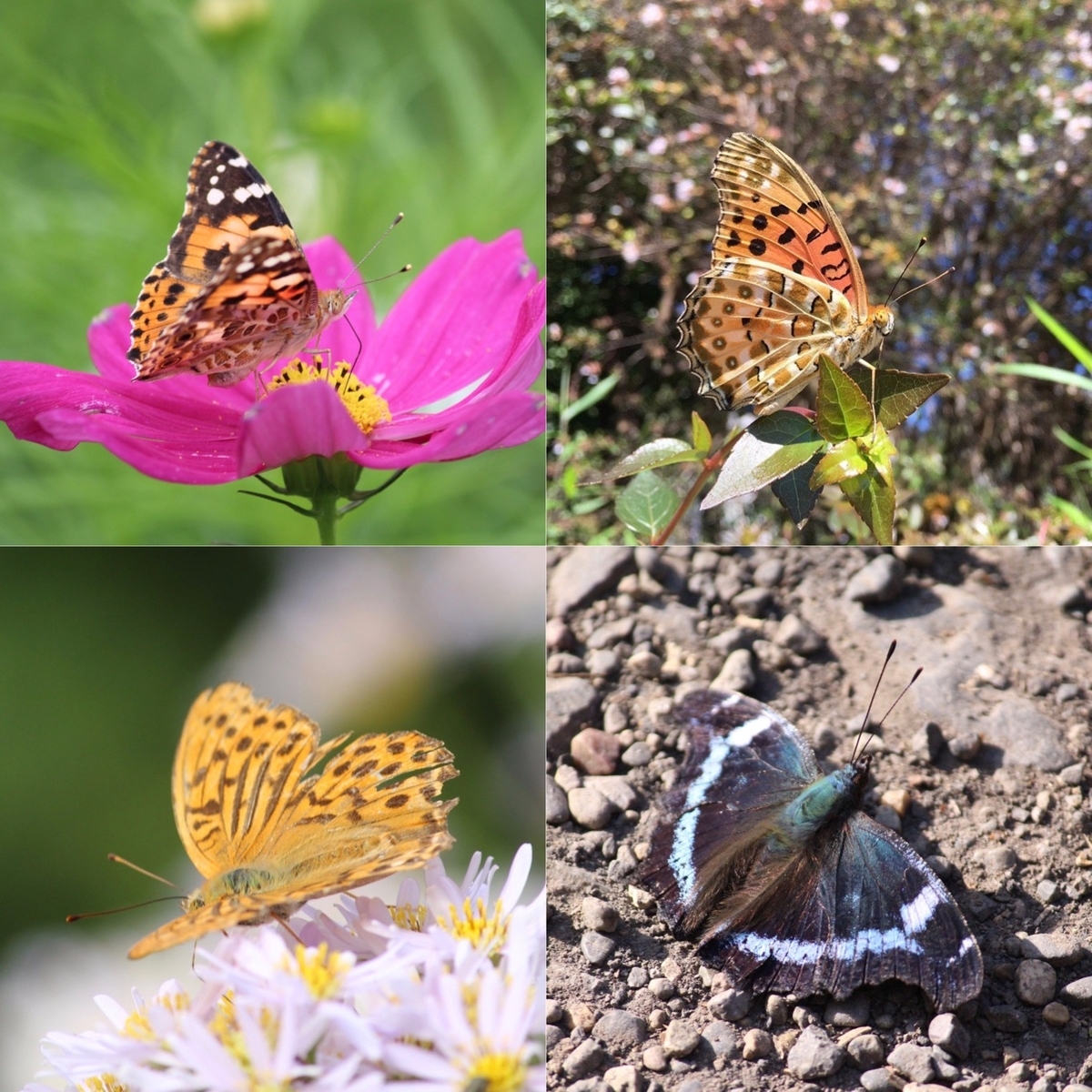 f:id:hase2:20200430215747j:plain