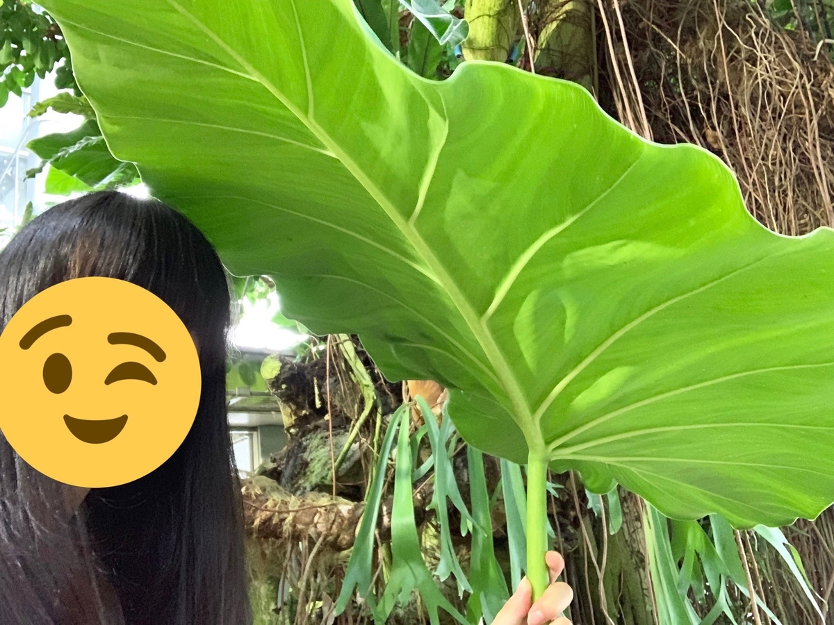 f:id:hase2:20200430223151j:plain f:id:hase2:20200430223151j:plain