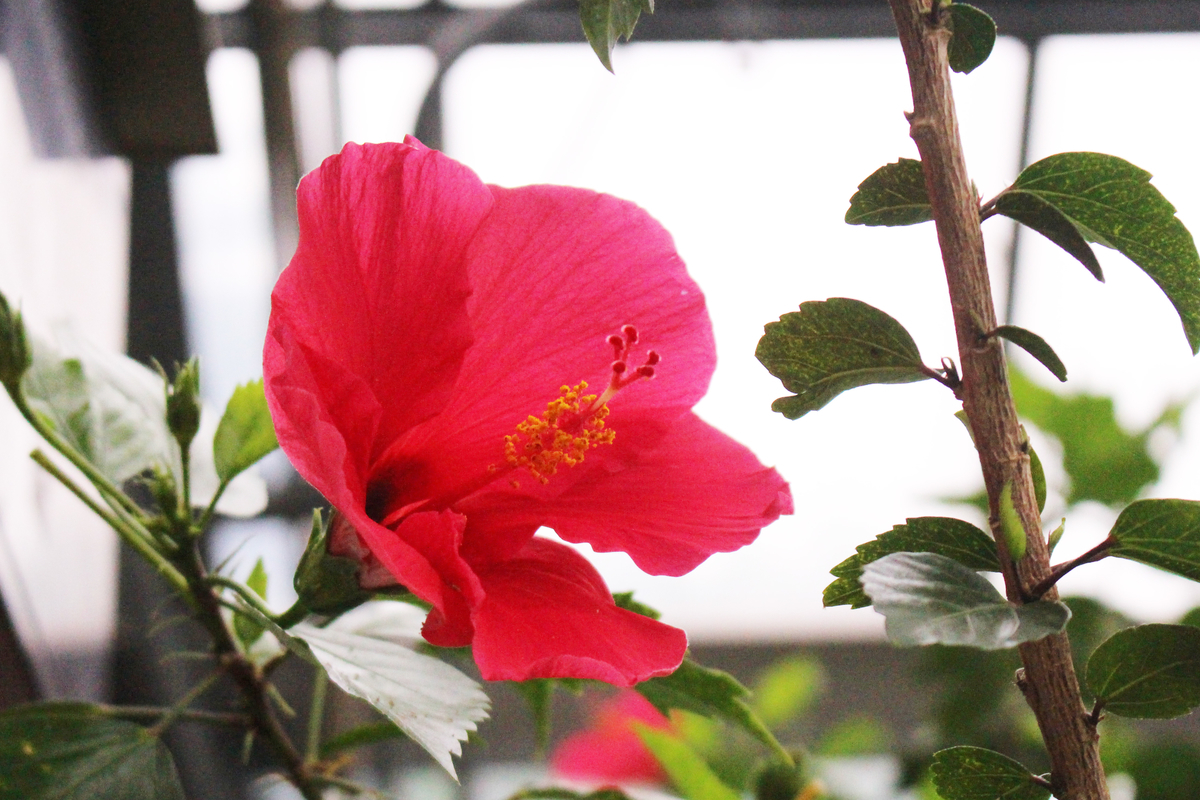 f:id:hase2:20200501003159j:plain