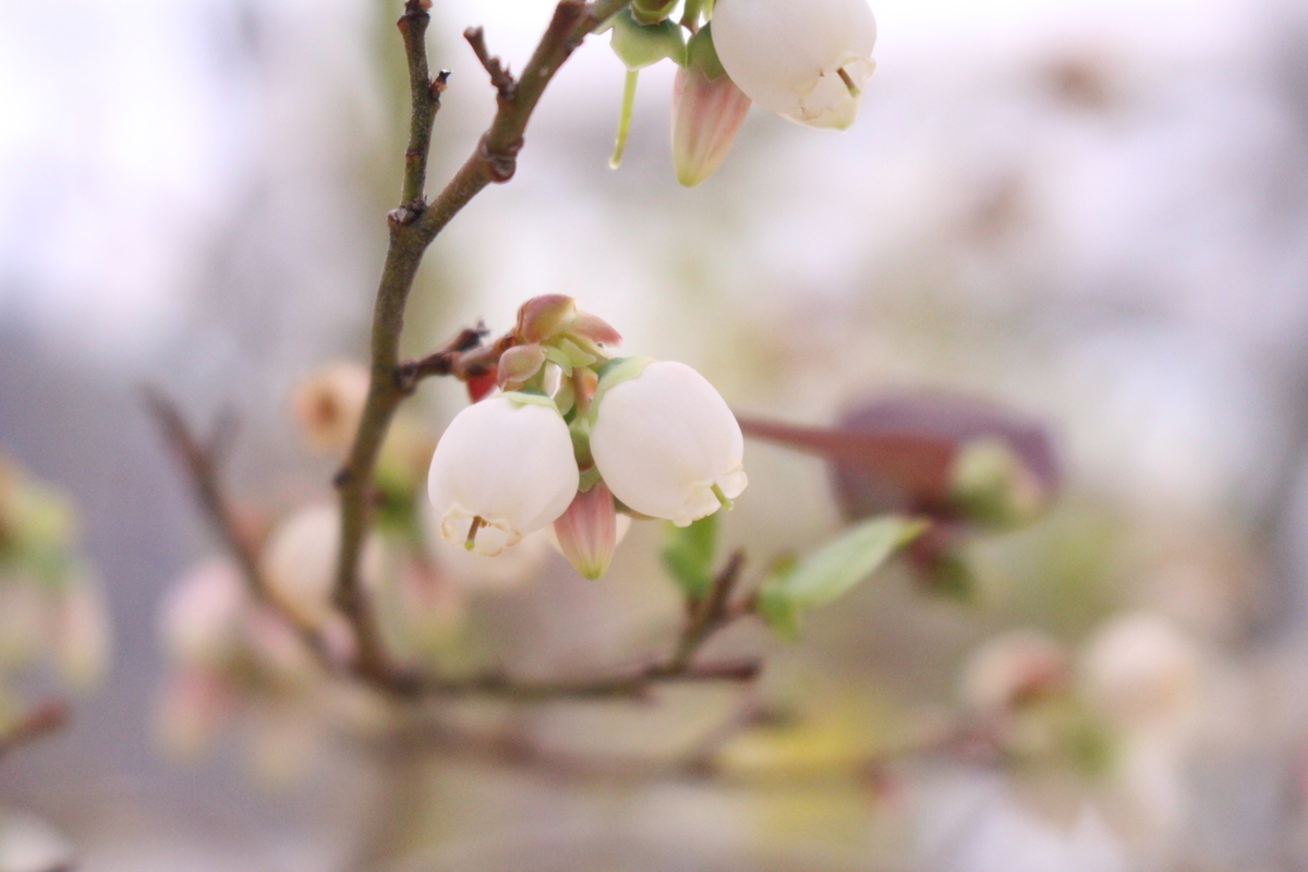 f:id:hase2:20200505004955j:plain