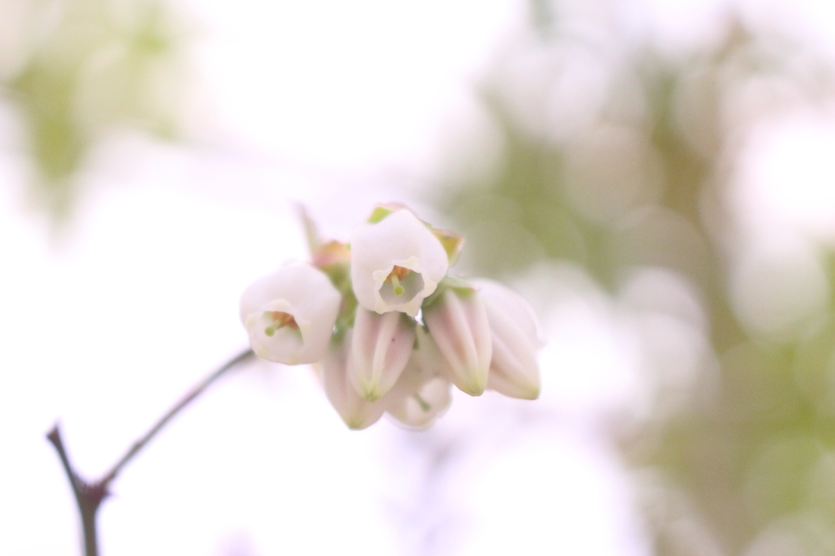 f:id:hase2:20200505005010j:plain