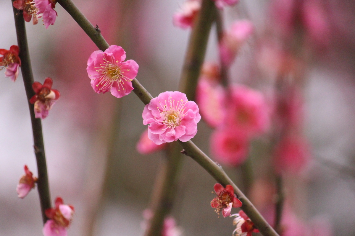 f:id:hase2:20200505011839j:plain
