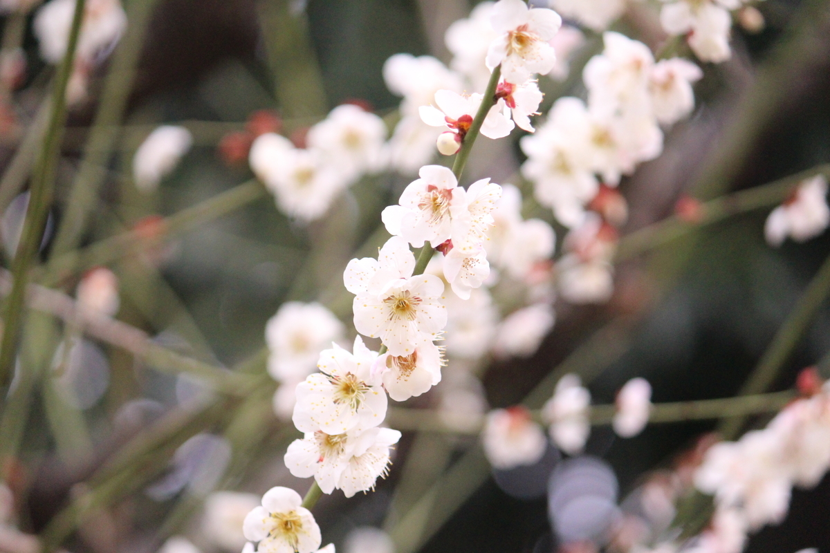 f:id:hase2:20200505011944j:plain