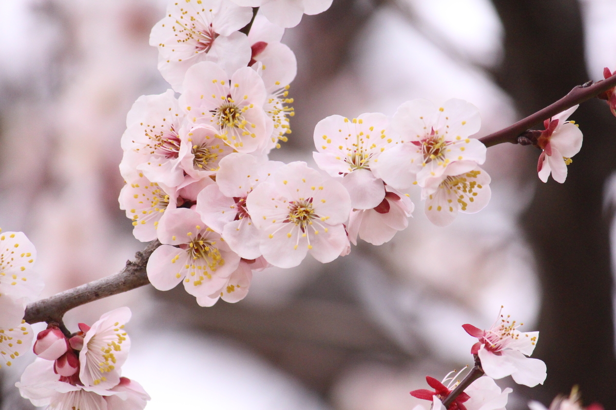 f:id:hase2:20200505012012j:plain