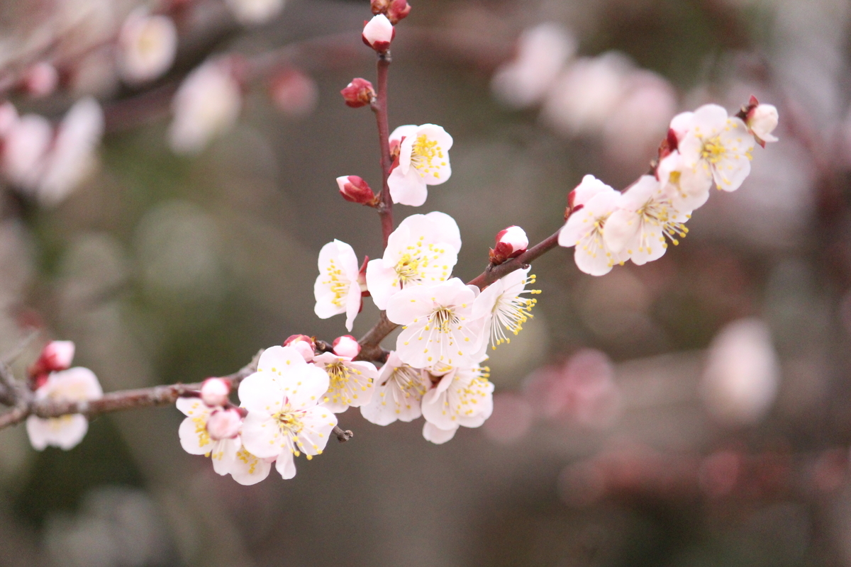 f:id:hase2:20200505012028j:plain