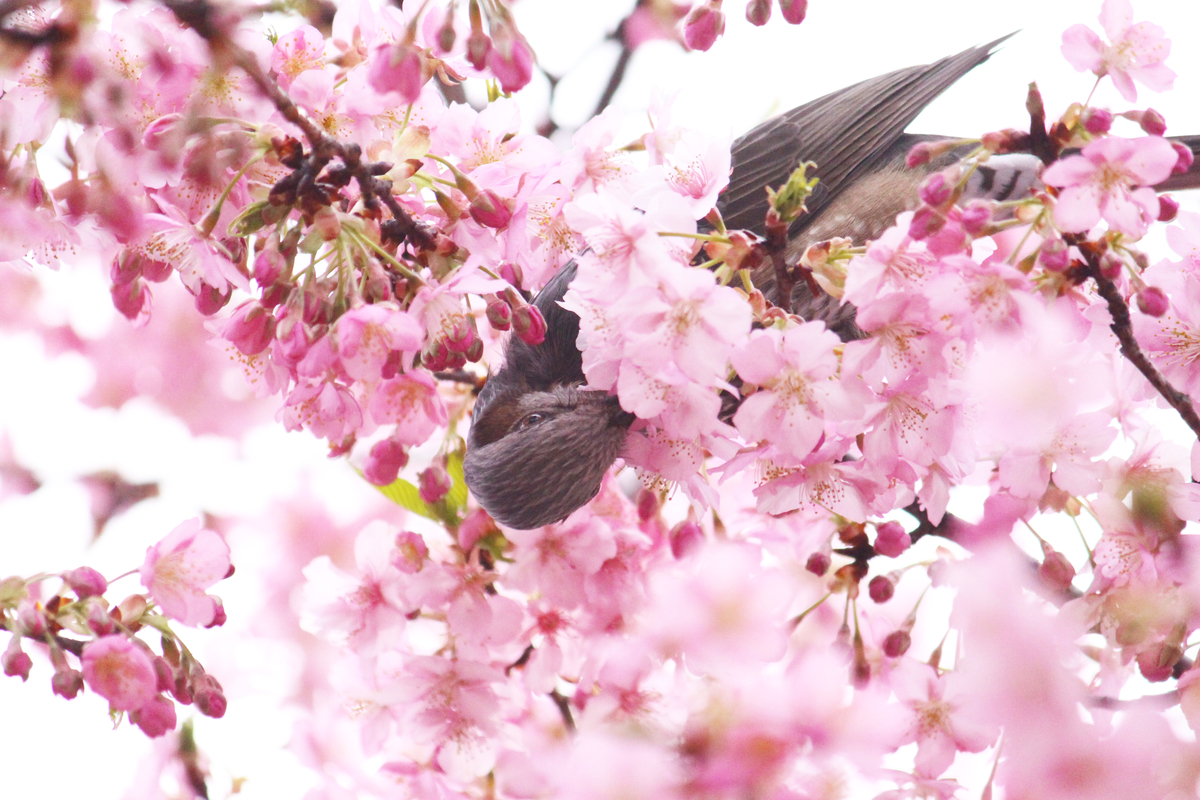 f:id:hase2:20200505012910j:plain f:id:hase2:20200505012910j:plain