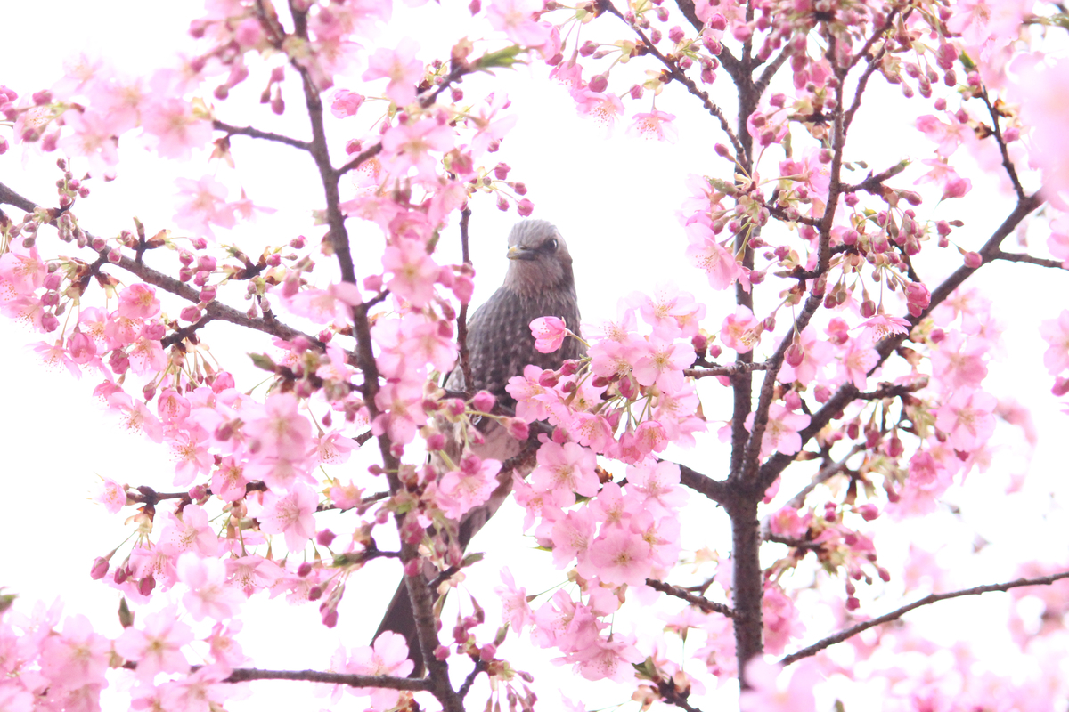 f:id:hase2:20200505013216j:plain f:id:hase2:20200505013216j:plain