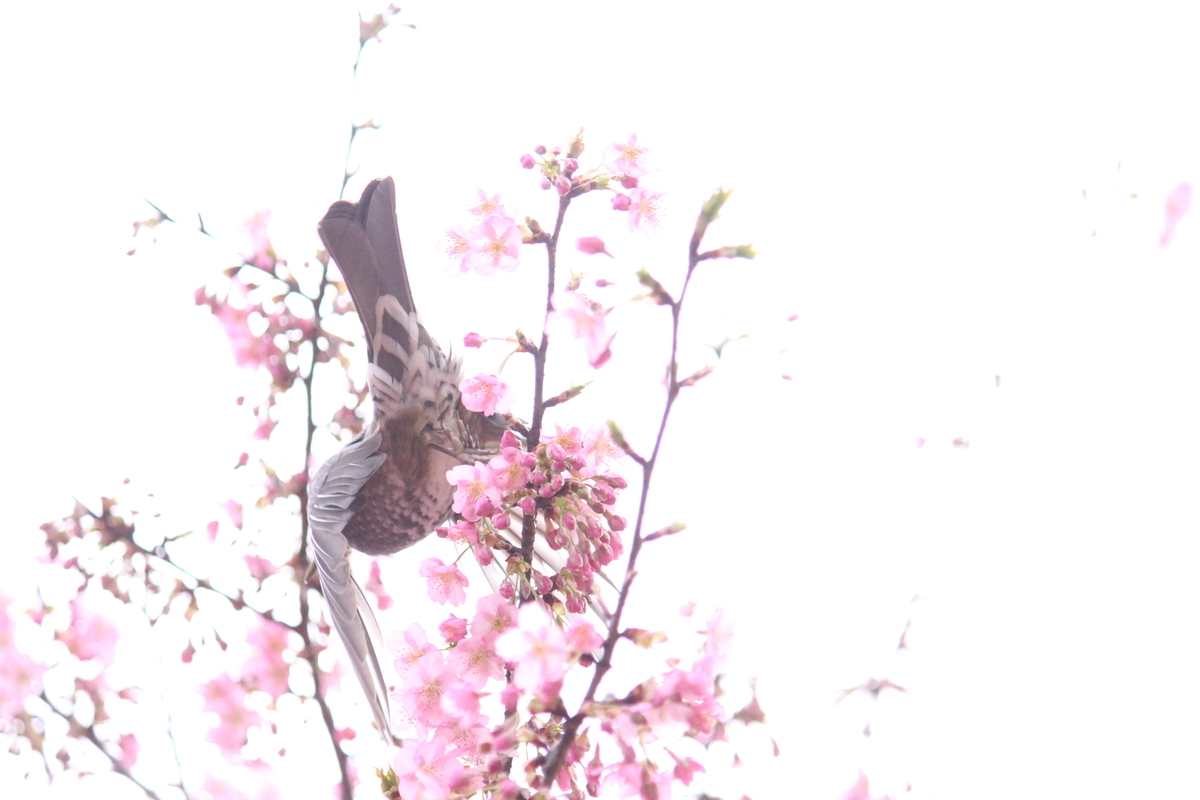 f:id:hase2:20200505013232j:plain f:id:hase2:20200505013232j:plain