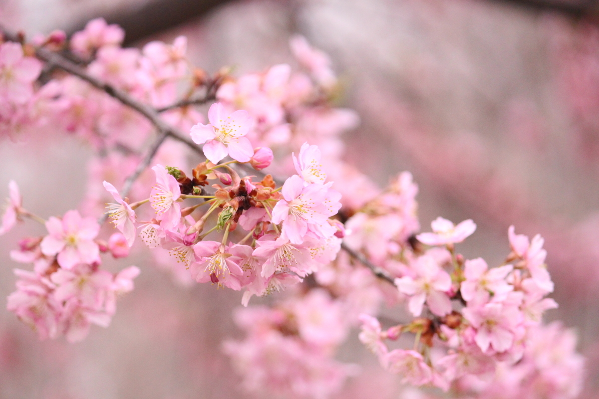 f:id:hase2:20200505013731j:plain