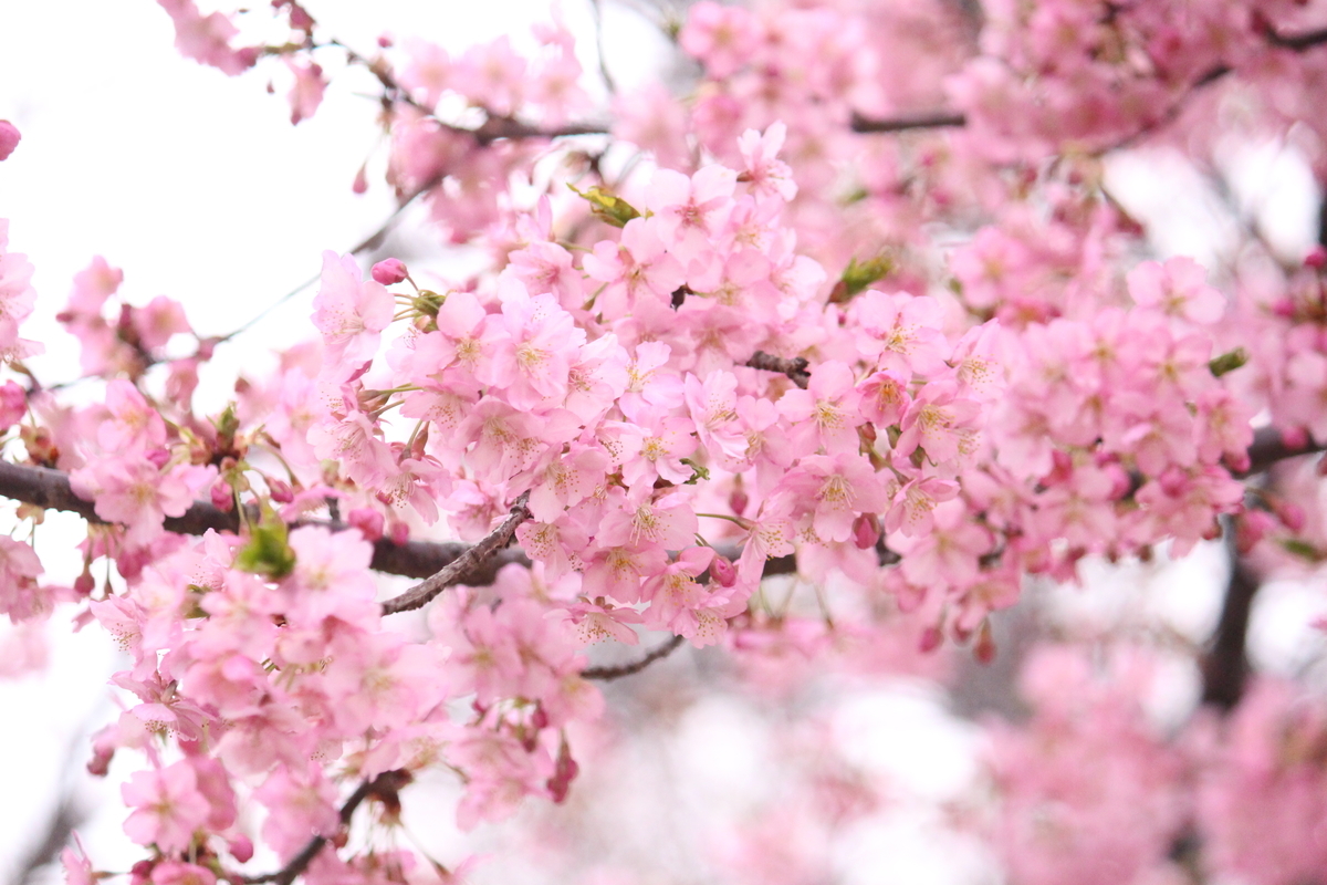 f:id:hase2:20200505013747j:plain
