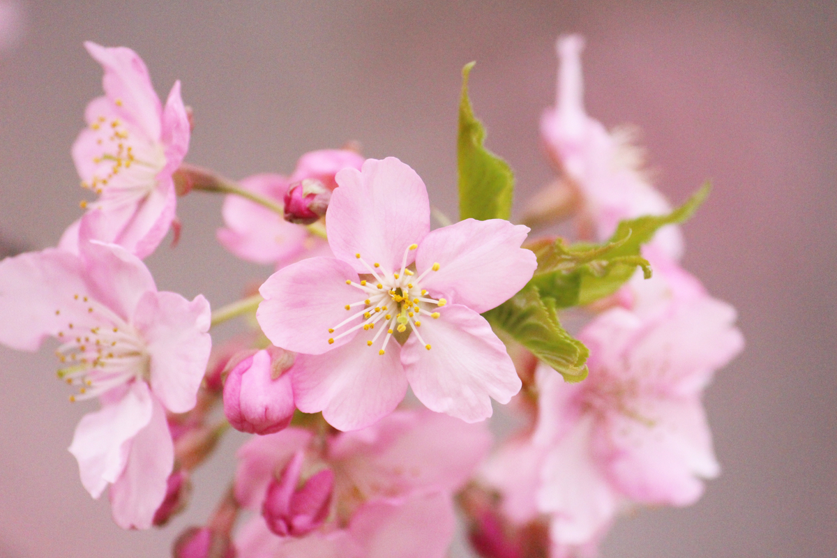 f:id:hase2:20200505013822j:plain