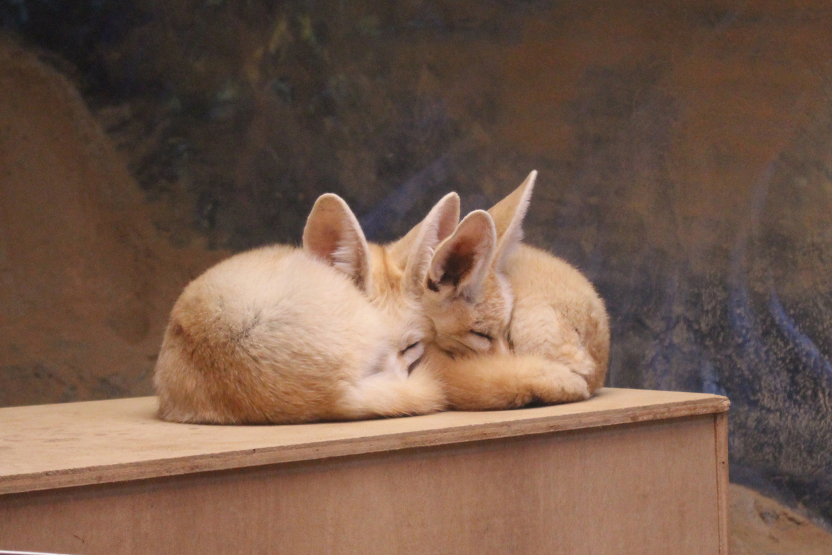 f:id:hase2:20200512043531j:plain f:id:hase2:20200512043531j:plain