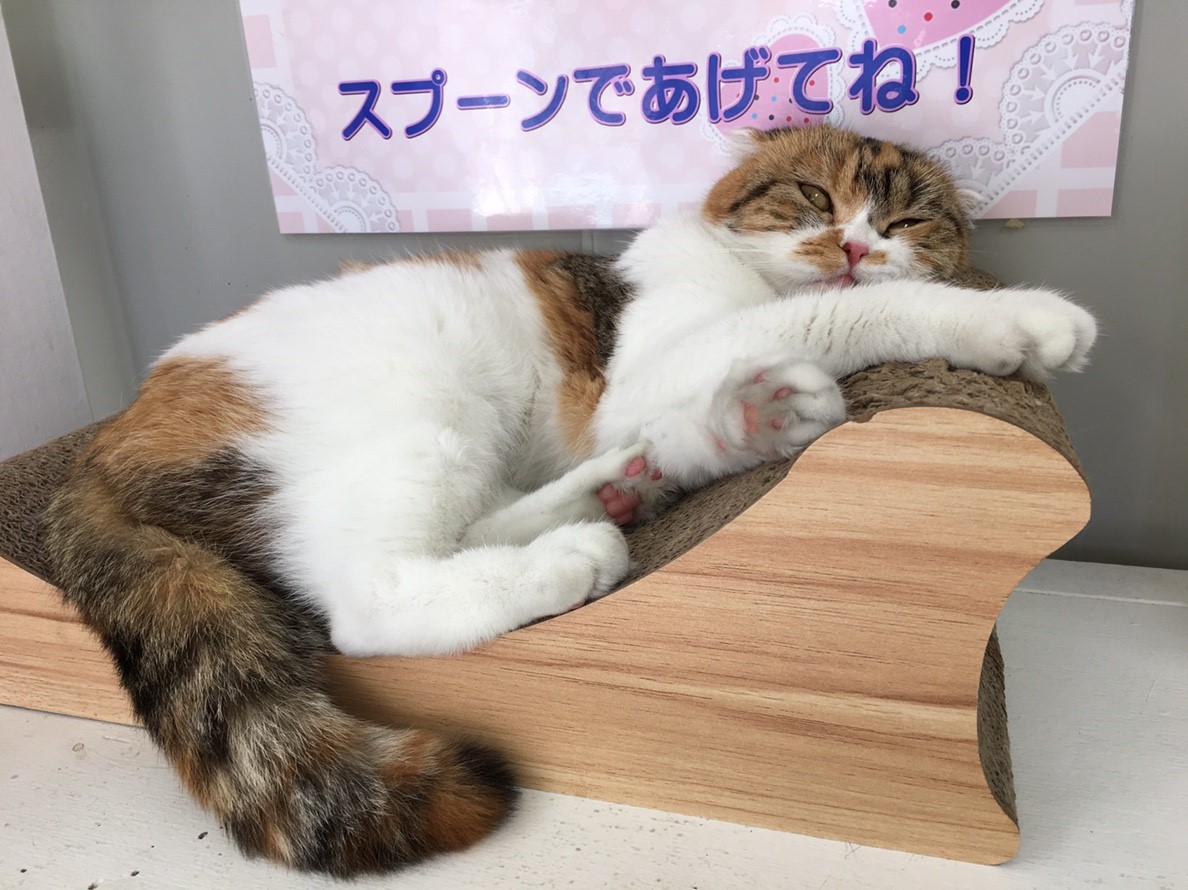 f:id:hase2:20200512213843j:plain