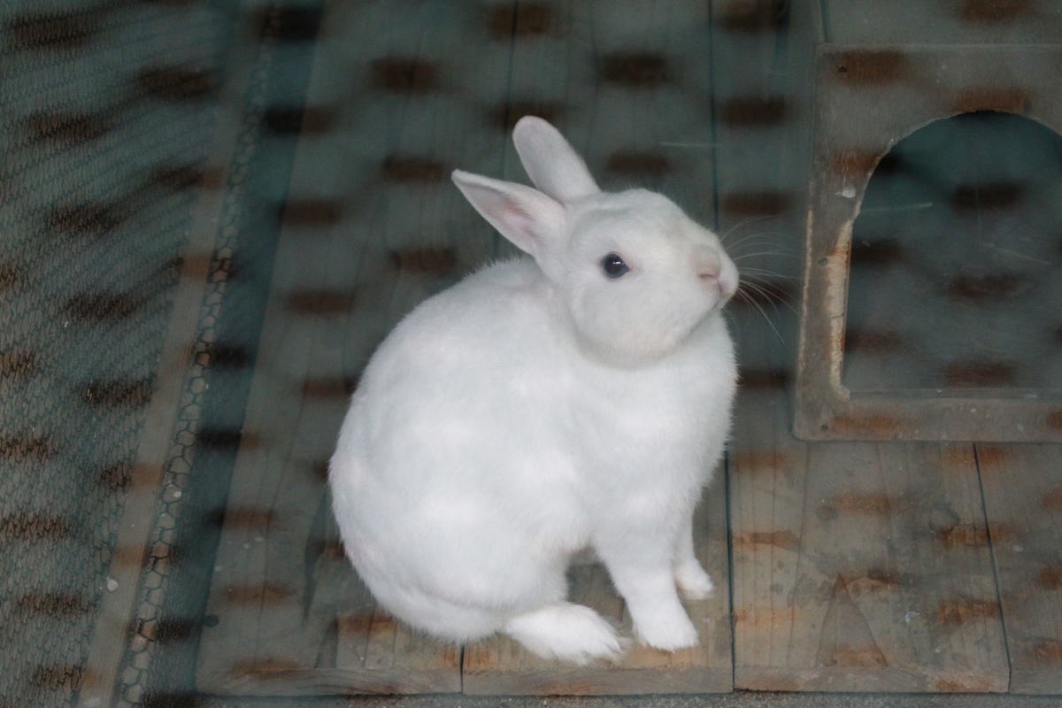 f:id:hase2:20200516232312j:plain