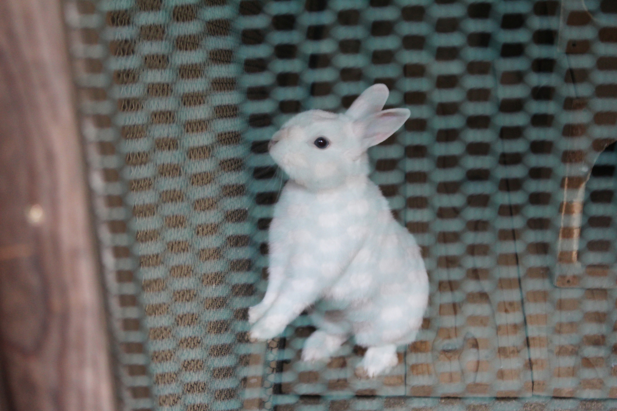 f:id:hase2:20200516232356j:plain