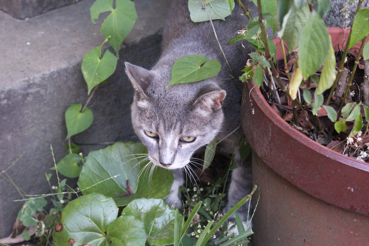 f:id:hase2:20200517001852j:plain f:id:hase2:20200517001852j:plain