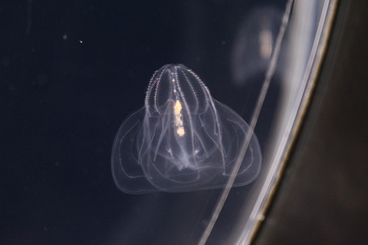 f:id:hase2:20200517032219j:plain f:id:hase2:20200517032219j:plain