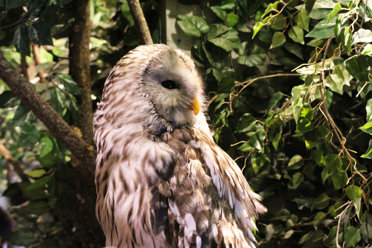 18 08 12 鎌倉乃フクロウの森 長谷川の動物園めぐり