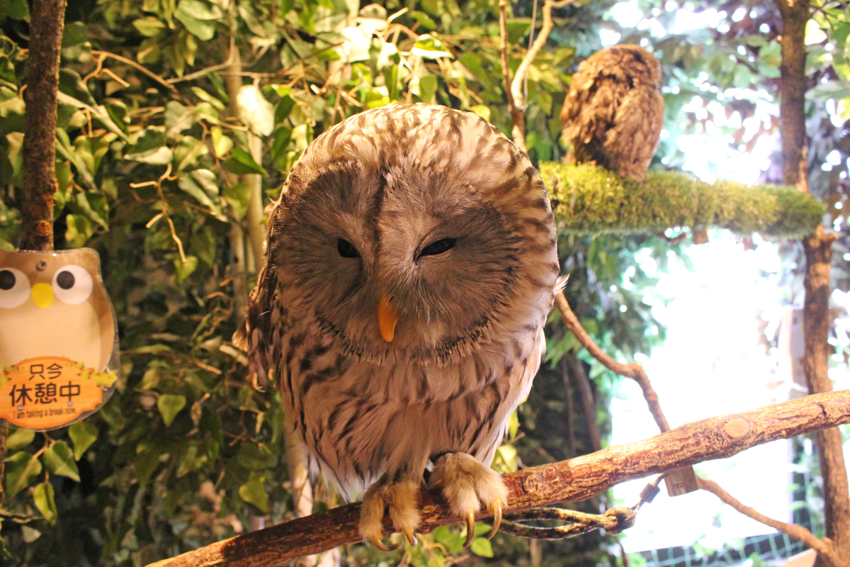 18 08 12 鎌倉乃フクロウの森 長谷川の動物園めぐり
