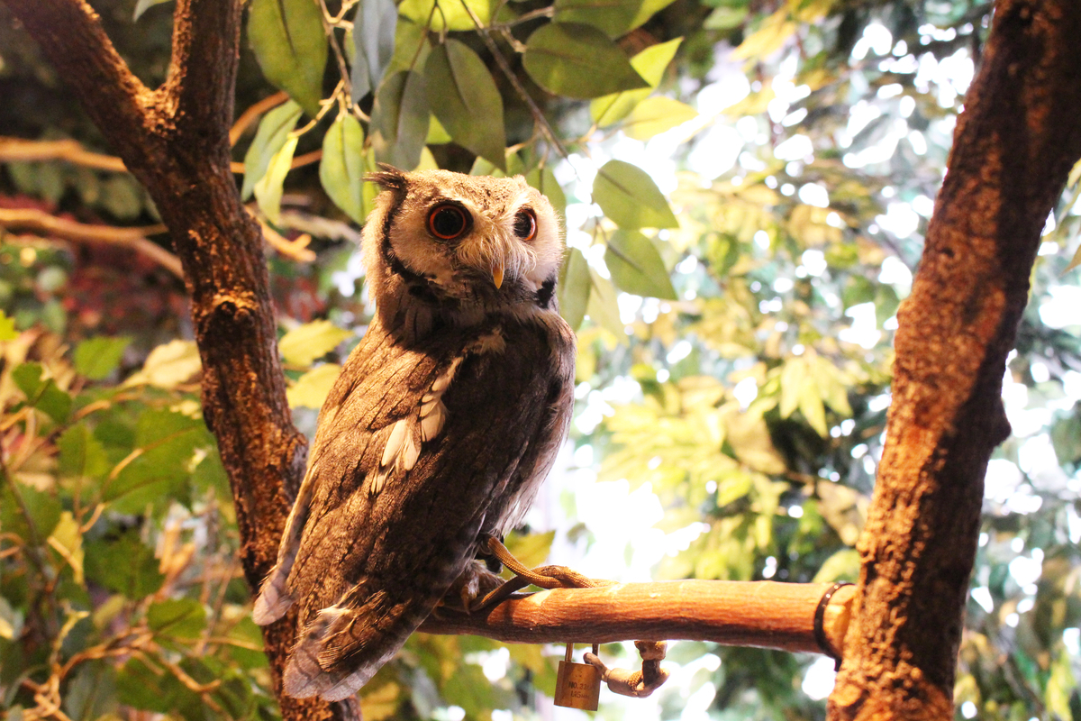 18 08 12 鎌倉乃フクロウの森 長谷川の動物園めぐり