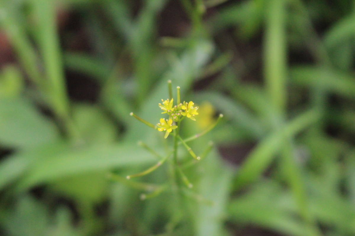 f:id:hase2:20200522235932j:plain