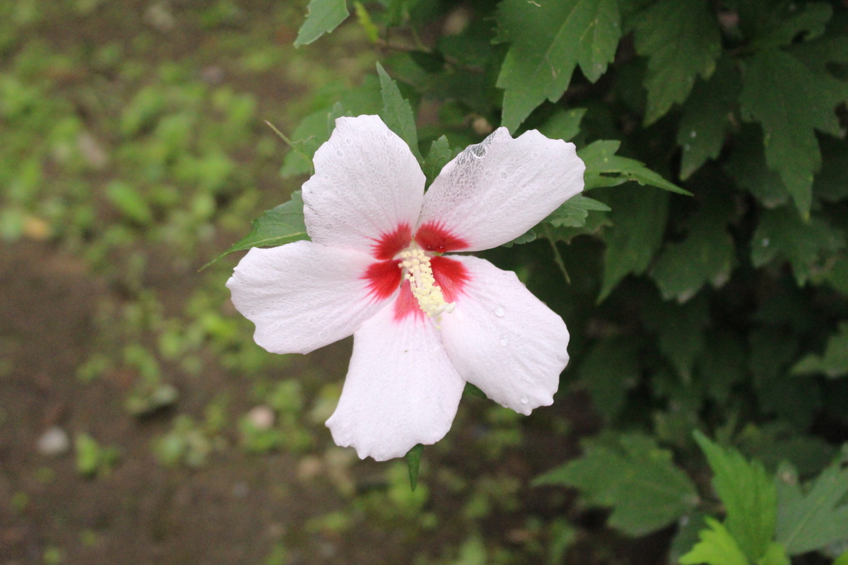 f:id:hase2:20200523000305j:plain